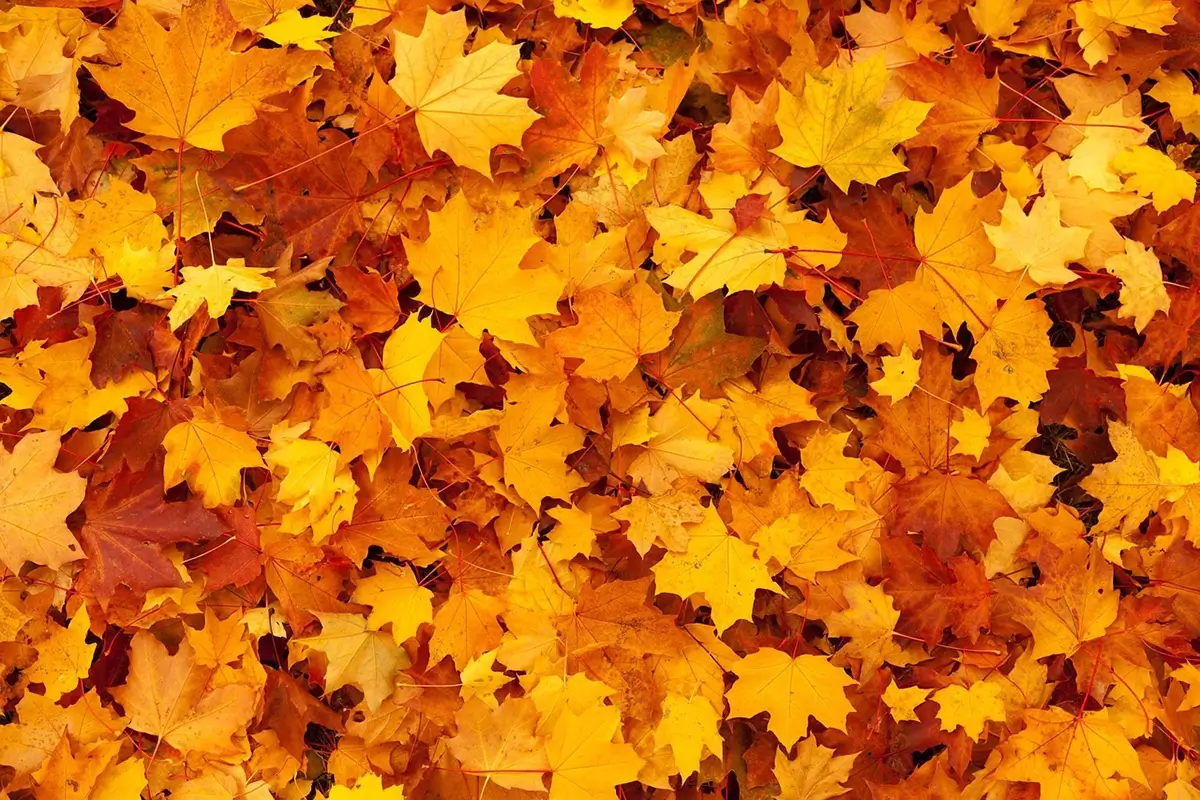 Autumn